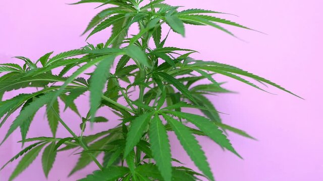 Marijuana plant moved by the wind on pink background