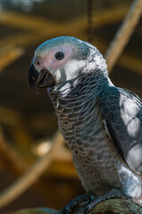 African Grey Parrot ,Psittacus erithacus