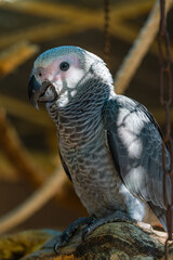 African Grey Parrot ,Psittacus erithacus