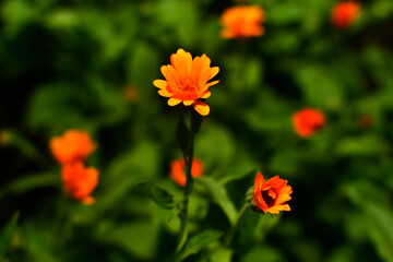 Orange flower on a background of greenery close-up