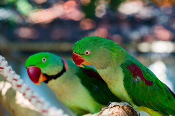 beautiful Alexandrine Parakeet parrot (Psittacula eupatria)
