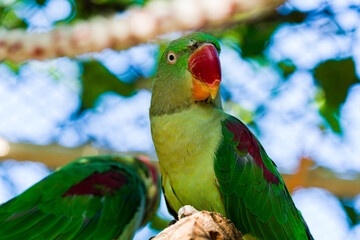 beautiful Alexandrine Parakeet parrot (Psittacula eupatria)