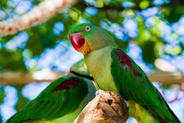 beautiful Alexandrine Parakeet parrot (Psittacula eupatria)