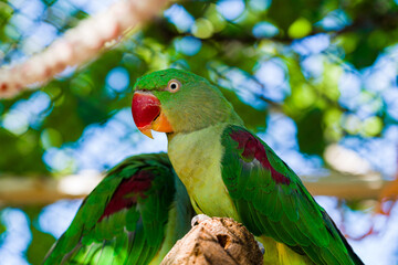 beautiful Alexandrine Parakeet parrot (Psittacula eupatria)