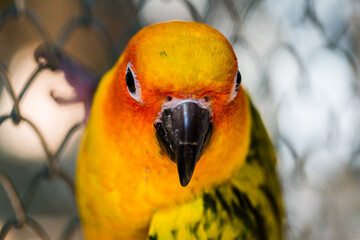 Beautiful colorful parrot, Sun Conure