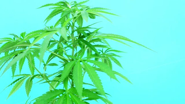 Marijuana plant moved by the wind on blue turquoise  background
