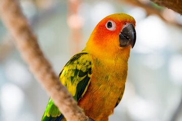 Beautiful colorful parrot, Sun Conure