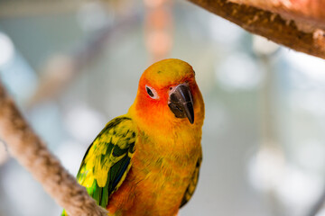 Beautiful colorful parrot, Sun Conure