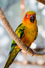Beautiful colorful parrot, Sun Conure
