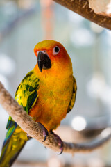 Beautiful colorful parrot, Sun Conure