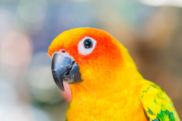 Beautiful colorful parrot, Sun Conure