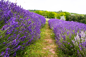 Rows of lavender flowers in a lavender field in the hungarian countryside