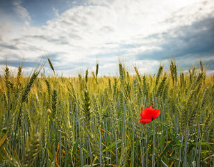 One red poppy in the wheat field