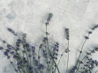 Blue lavender bouquet on a gray concrete background