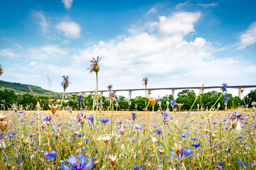 Viaduct crossing the hungarian countryside near Koroshegy with field flowers in the foreground