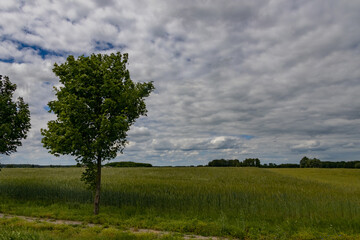 Fototapeta na wymiar agricultural landscape in Poland on a summer day