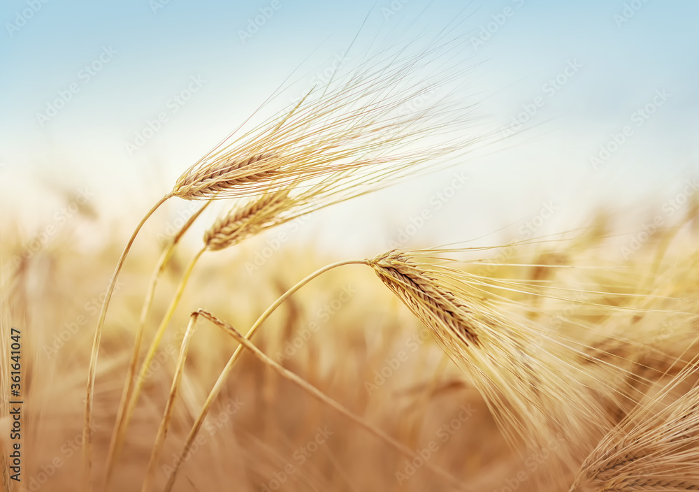 Poster Golden wheat field