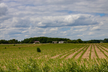 Fototapeta na wymiar agricultural landscape in Poland on a summer day