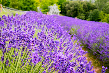 Rows of lavender flowers in a lavender field in the hungarian countryside
