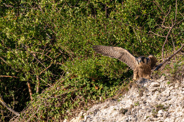 Peregrine Falcon, falco peregrinus, bird of prey