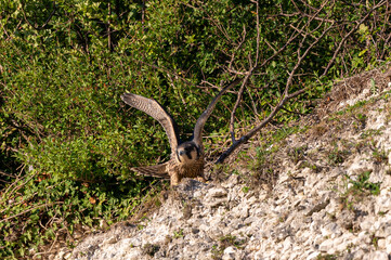 Peregrine Falcon, falco peregrinus, bird of prey