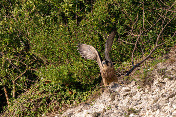 Peregrine Falcon, falco peregrinus, bird of prey