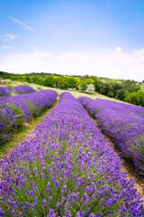 Fototapeta na wymiar Rows of lavender flowers in a lavender field in the hungarian countryside