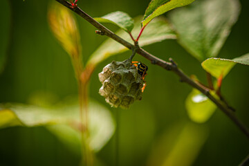 a wasp builds a nest on a tree branch
