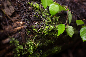 The texture of a tree trunk without bark after rain is wet and with trash and moss in the forest