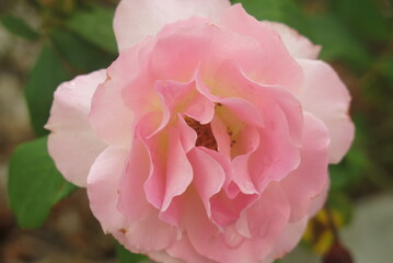 Obraz premium tres belle rose rose en pleine floraison 