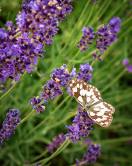 Butterfly sitting on a lavender flower in summer time macro photo