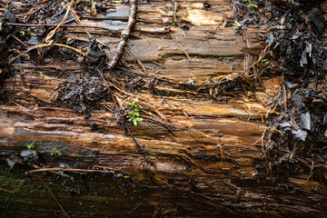 The texture of a tree trunk without bark after rain is wet and with trash in the forest