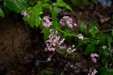 Small pose forest blooming grass on a background of foliage after rain