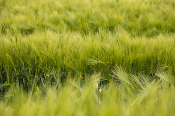 Green Barley Field on a sunny day, Europa