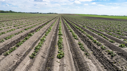 Fototapeta na wymiar Hill rows of potato field
