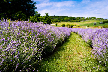 Rows of lavender flowers in a lavender field in the hungarian countryside