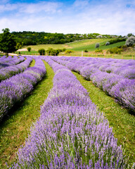 Rows of lavender flowers in a lavender field in the hungarian countryside