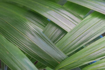 Obraz na płótnie Canvas feuilles de grands palmiers formant une tresse en s'emelant 