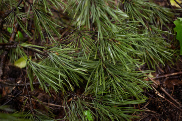 Natural texture pattern of pine branches with green and fresh needles in the wet after rain after wet rain closeup