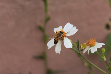 bee on a flower