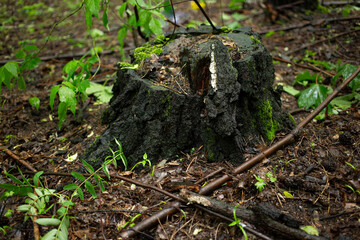 Old birch stump in the forest under a wooden rain with bark and a small snail
