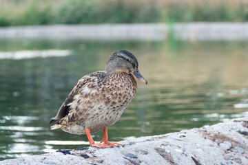 Duck of a kryakva stand on coastal stones