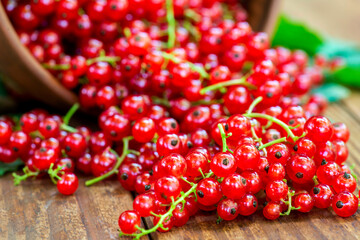 Red currant berries are spilling out from the bowl on a wooden table in rustic style. Redcurrant. Selective focus