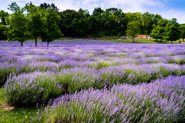 Rows of lavender flowers in a lavender field in the hungarian countryside
