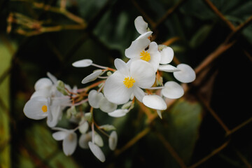 Flor color blanco y amarillo