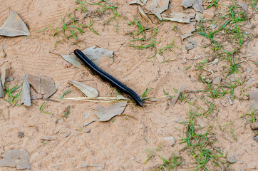 Centipede on the ground in Asia. Tropical pest bug insect that eat leaves. Large black millipede on...