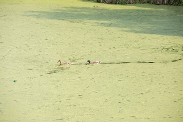Two ducks swim through the swamp overgrown with ryazka in mud and leave a mark in the water of the pond