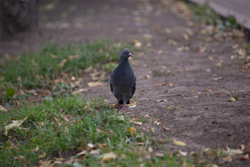 Gray dove in the park on the grass walks closeup with part of the path