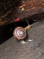 snail on a wooden background