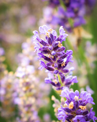 Macro photo of a lavender flowers on a lavender field on Hungary
